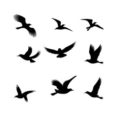 Fototapeta premium Nature Birds in Flight Graphic