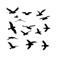 Scenic Bird Silhouette on Horizon