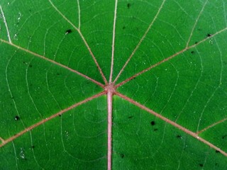 Intricate network of veins on a vibrant green leaf.