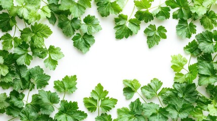 Green leaves frame, white background, food blog