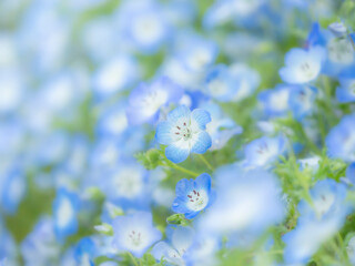 春の公園や花壇を彩るネモフィラのある風景。眩しい日差しでボケた景色。ぼんやりした花畑のイメージ。