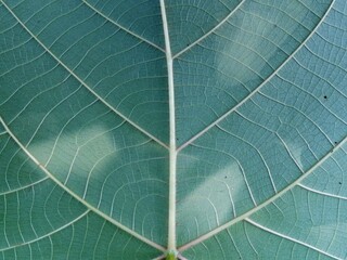 Detailed view of a leaf's complex vein system.