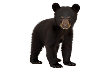 A black bear cub standing on a transparent background looking directly at the camera with curious eyes png