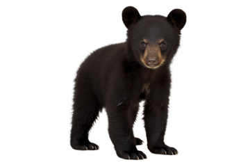 A black bear cub standing on a transparent background looking directly at the camera with curious eyes png