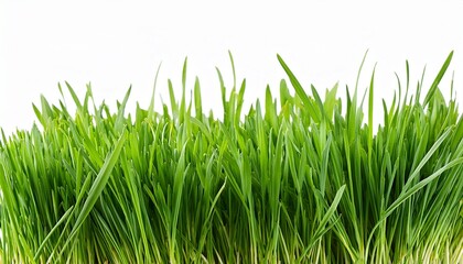 Fototapeta premium closeup of green grass isolated on white or transparent background