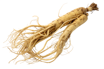 ginseng roots isolated on white background