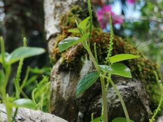 Lush green foliage thrives amongst weathered roots.