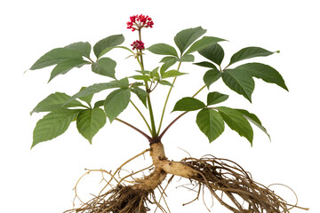 ginseng roots isolated on white background