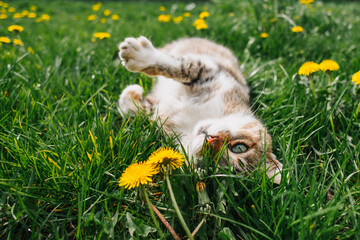 Playful cat among dandelion flowers. Look into the frame.