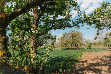 Garden with flowering trees, country atmosphere.