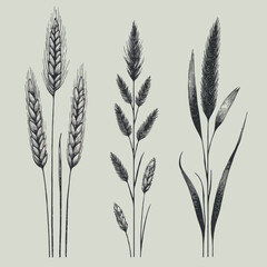 Black and White Meadow wild herbs Herbaceous blooming plants. Set of outline doodle floral sketch Leaves. Hand drawn Wheat rye. Ears Botanical drawing. Line art grasses stems grain spikes illustration
