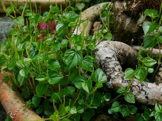Lush green foliage thrives amongst weathered roots.