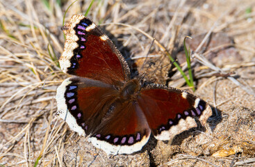 Mourning cloak butterfly on the ground
