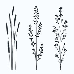 Black and White Meadow wild herbs Herbaceous blooming plants. Set of outline doodle floral sketch Leaves. Hand drawn Wheat rye. Ears Botanical drawing. Line art grasses stems grain spikes illustration