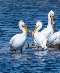 American white pelicans by the water
