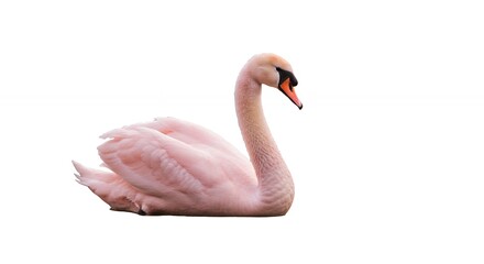Pink swan image for commercial use