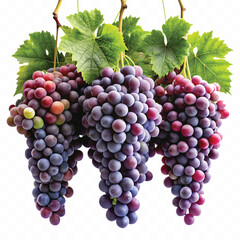 realistic fresh grapes hanging from a branch with green leaves in a natural setting isolated on transparent background