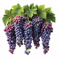 realistic fresh grapes hanging from a branch with green leaves in a natural setting isolated on transparent background