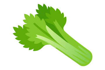 celery vector illustration