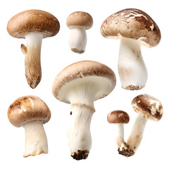 Set wild Champignon mushroom (Agaricus bisporus) isolated on white, clipping --v 7.0