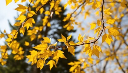 Autumn leaves, sunlit branches, fall foliage