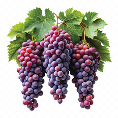 realistic fresh grapes hanging from a branch with green leaves in a natural setting isolated on transparent background