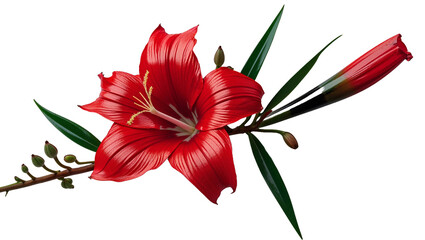 Elegant red lily flower with green leaves and bud isolated on black background