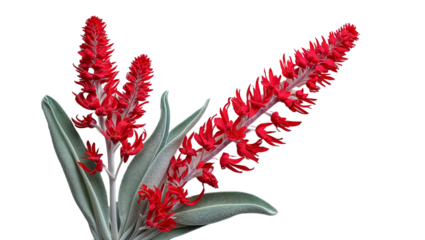 Striking red flower isolated on black background botanical beauty close up