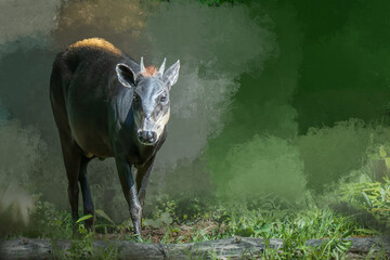 Yellow-Backed Duiker Standing on Grassy Terrain with Green Background