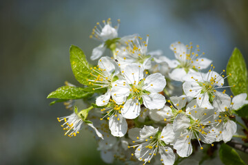 Cluster of pure white plum blossoms in full bloom under soft natural light.