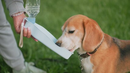 Beagle dog drinking water from blue portable bottle held by owner during outdoor session on green grass, illustrating pet hydration, responsible ownership, and care in warm weather with close-up view