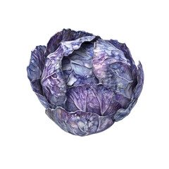 Fototapeta premium Vibrant Purple Cabbage (2)