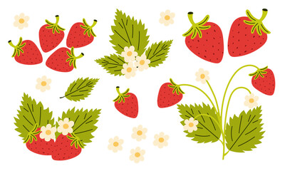 Set of strawberry juicy berries, green leaves and blossom. Vector illustration.