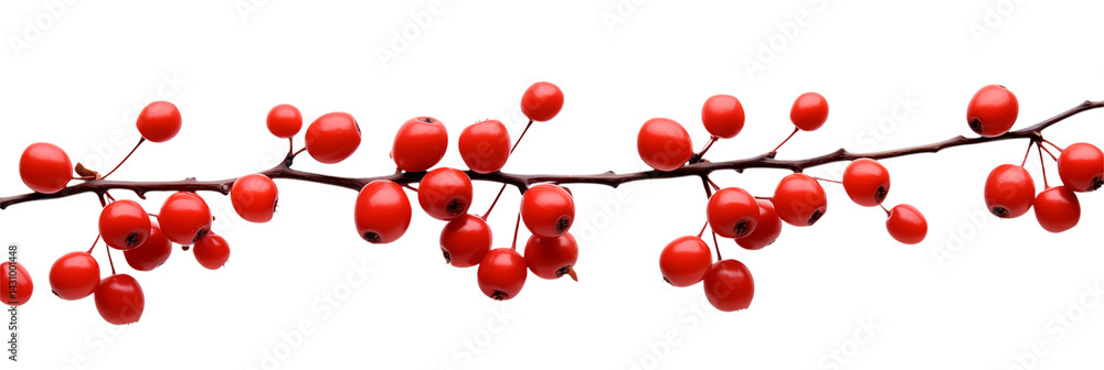 Poster a branch covered with many bright red berries against a stark transparent background in a horizontal