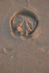 hufabdruck im sand