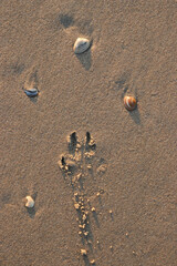 pfotenabdruck und muscheln im sand