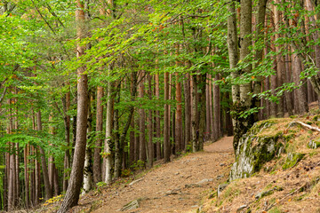 Path between trees in the forest