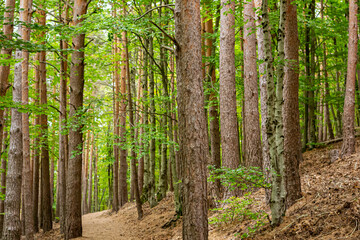 Path between trees in the forest