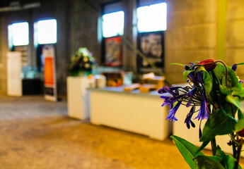 Purple Flowers in Industrial Indoor Setting
