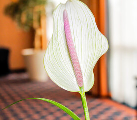 Elegant White Flower with Pink Spadix