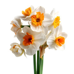 Spring blooming daffodils, flower (Narcissus) isolated on white --v 7.0