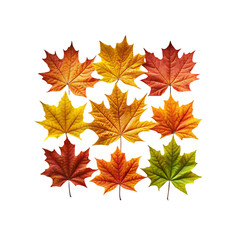 Obraz premium Vibrant Autumn Maple Leaves: Fall Foliage Collection