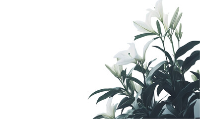 Elegant white lilies. Lush greenery