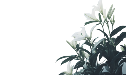 Elegant white lilies. Lush greenery