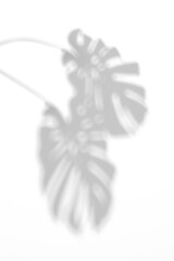 shadow overlay effects of realistic monstera leaves shadow isolated on transparent background,shadow for product presentation interior backdrop design,Summer tropical coconut branch shade overla