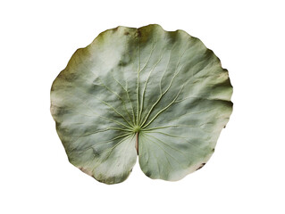 Close-up of a serene lotus leaf
