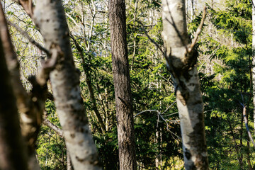 Tretrunk in spring forest