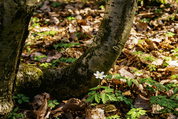 Anemone nemorosa blossoming under a tree