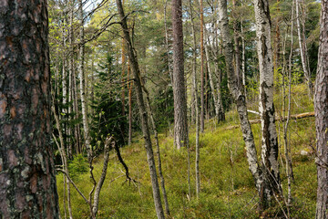 Fototapeta premium Norwegian forest in spring