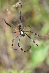 Detailed close-up view of a vibrant spider clinging to its intricate web amidst lush greenery